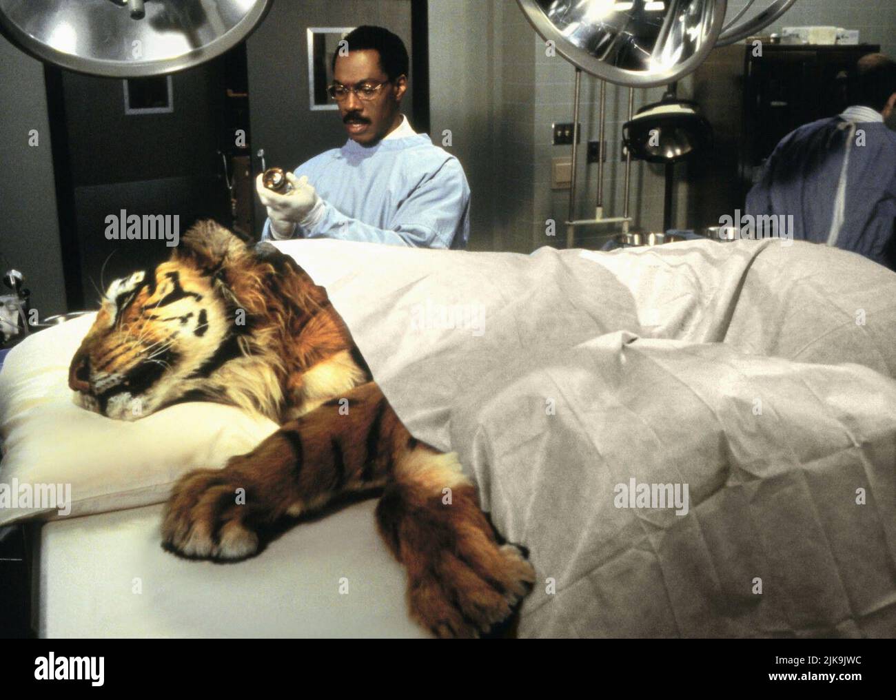 Eddie Murphy film Doctor Dolittle (USA 1998) personnages : Dr John Dolittle & Tiger réalisateur : Betty Thomas 13 juin 1998 **AVERTISSEMENT** cette photographie est à usage éditorial exclusif et est la propriété de 20TH CENTURY FOX et/ou du photographe désigné par la société de production et ne peut être reproduite que par des publications en liaison avec la promotion du film ci-dessus. Un crédit obligatoire pour 20TH CENTURY FOX est requis. Le photographe doit également être crédité lorsqu'il est connu. Aucune utilisation commerciale ne peut être accordée sans autorisation écrite de The film Company. Banque D'Images