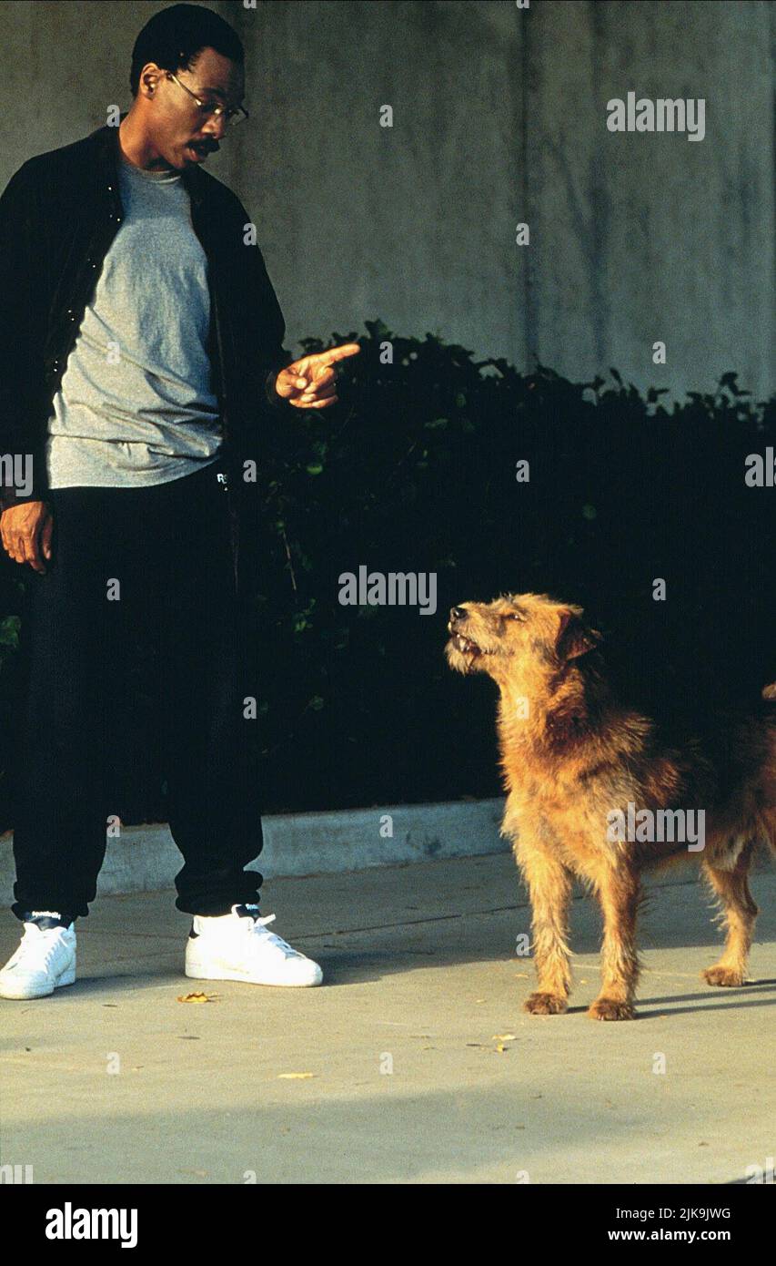 Eddie Murphy film Doctor Dolittle (USA 1998) personnages : Dr John Dolittle & réalisateur : Betty Thomas 13 juin 1998 **AVERTISSEMENT** cette photographie est à usage éditorial exclusif et est la propriété de 20TH CENTURY FOX et/ou du photographe désigné par la société de production et ne peut être reproduite que par des publications en liaison avec la promotion du film ci-dessus. Un crédit obligatoire pour 20TH CENTURY FOX est requis. Le photographe doit également être crédité lorsqu'il est connu. Aucune utilisation commerciale ne peut être accordée sans autorisation écrite de The film Company. Banque D'Images