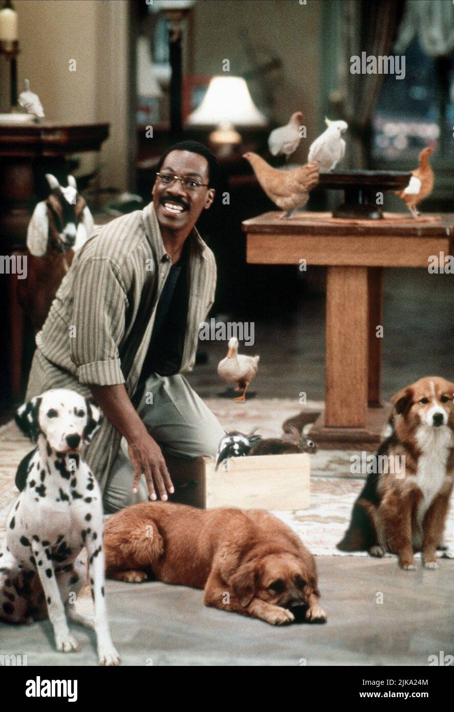 Eddie Murphy film Doctor Dolittle (USA 1998) personnages : Dr John Dolittle & réalisateur : Betty Thomas 13 juin 1998 **AVERTISSEMENT** cette photographie est à usage éditorial exclusif et est la propriété de 20TH CENTURY FOX et/ou du photographe désigné par la société de production et ne peut être reproduite que par des publications en liaison avec la promotion du film ci-dessus. Un crédit obligatoire pour 20TH CENTURY FOX est requis. Le photographe doit également être crédité lorsqu'il est connu. Aucune utilisation commerciale ne peut être accordée sans autorisation écrite de The film Company. Banque D'Images