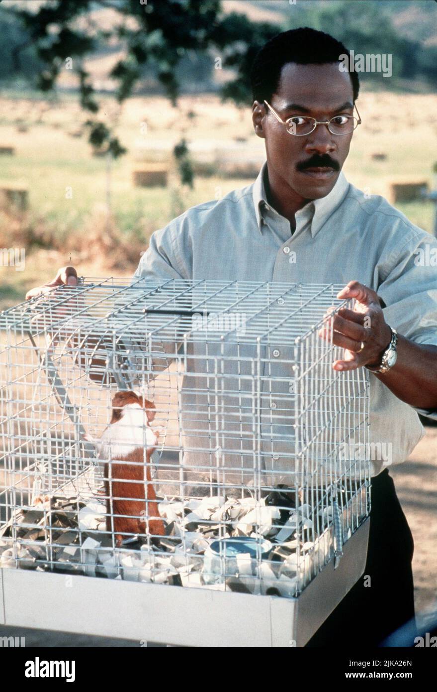 Eddie Murphy film Doctor Dolittle (USA 1998) personnages : Dr John Dolittle & réalisateur : Betty Thomas 13 juin 1998 **AVERTISSEMENT** cette photographie est à usage éditorial exclusif et est la propriété de 20TH CENTURY FOX et/ou du photographe désigné par la société de production et ne peut être reproduite que par des publications en liaison avec la promotion du film ci-dessus. Un crédit obligatoire pour 20TH CENTURY FOX est requis. Le photographe doit également être crédité lorsqu'il est connu. Aucune utilisation commerciale ne peut être accordée sans autorisation écrite de The film Company. Banque D'Images