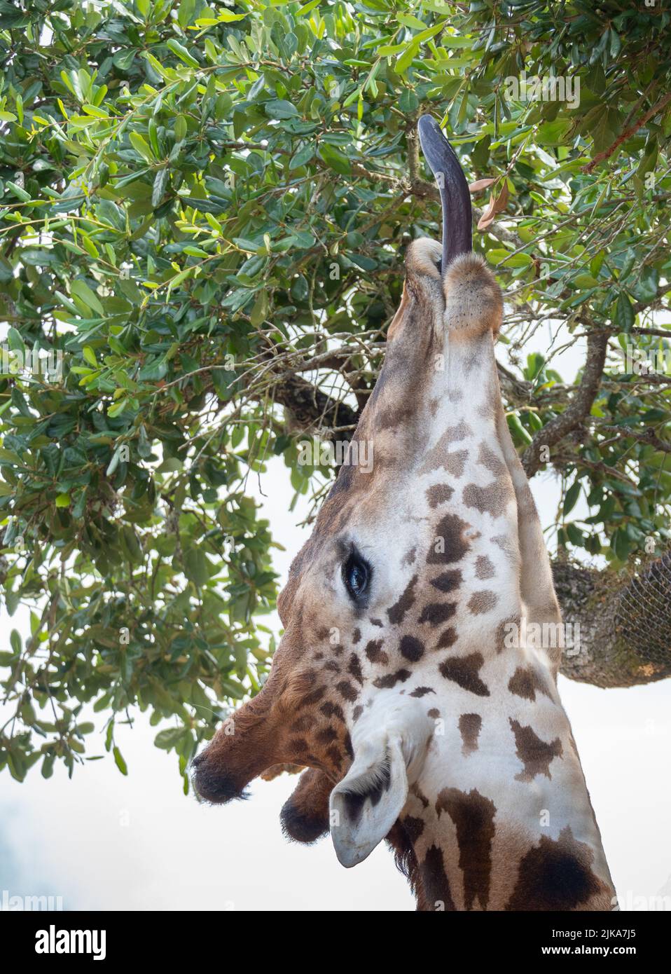 Masai Giraffe ou Giraffa camelpardalis en captivité avec la langue noire se nourrissant sur les feuilles du zoo de Houston au Texas. Banque D'Images