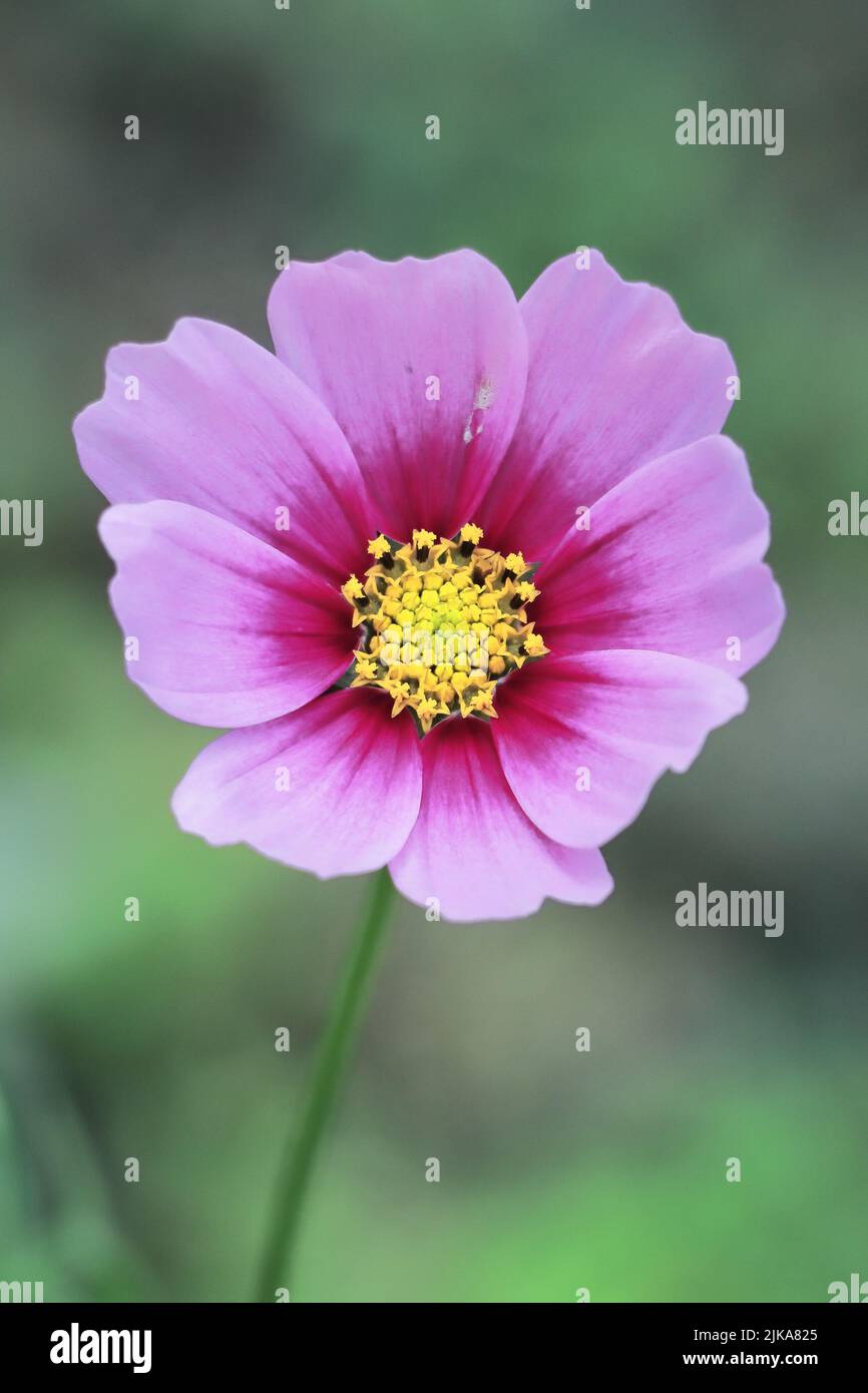 les fleurs de cosmos fleurissent dans le jardin d'été, en inde Banque D'Images