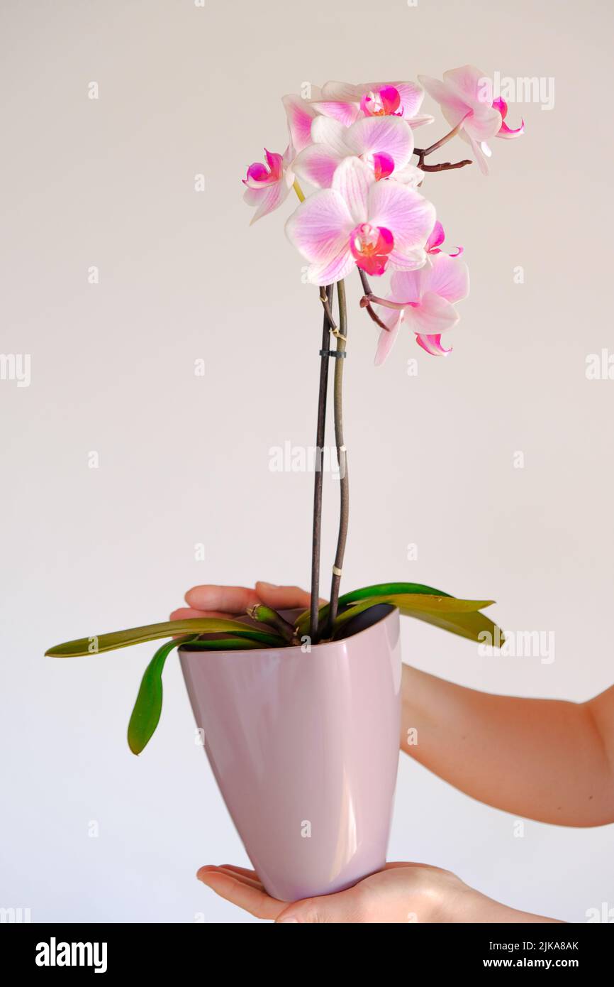 Fleur d'orchidée. Orchidée rose dans une casserole de lilas dans les mains.orchidées en croissance.Houseplants en pots Banque D'Images