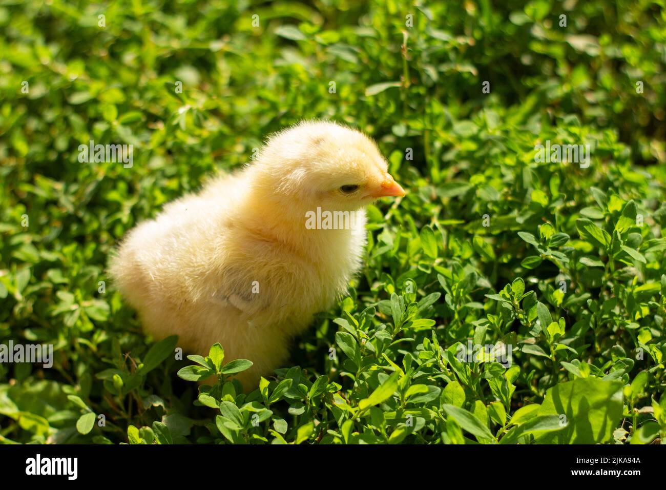 Un petit poulet moelleux sur l'herbe verte Banque D'Images