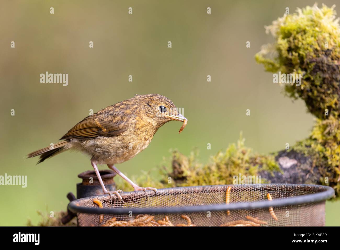 Jeune Robin [ erithacus rubecula ] sur plateau d'alimentation en fil métallique avec la méalworm dans le bec Banque D'Images