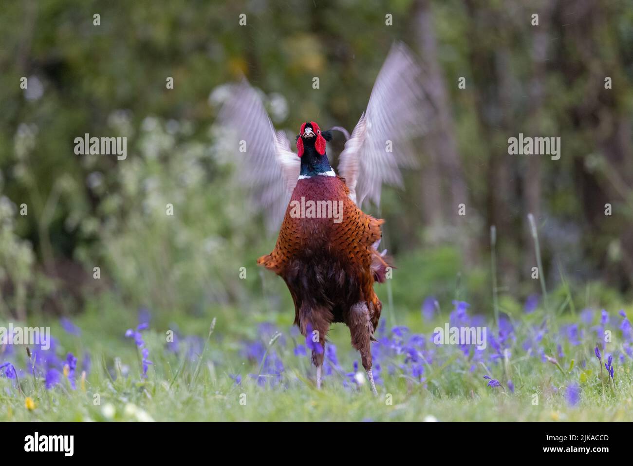 Pheasant mâle [ Phasianus colchicus ] s'affichant avec des ailes floues parmi les Bluebells dans le jardin sauvage Banque D'Images