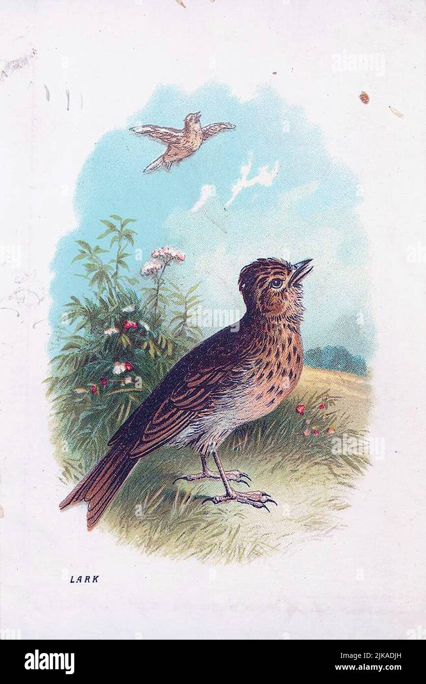 Illustration d'oiseau vintage Skylark Banque D'Images