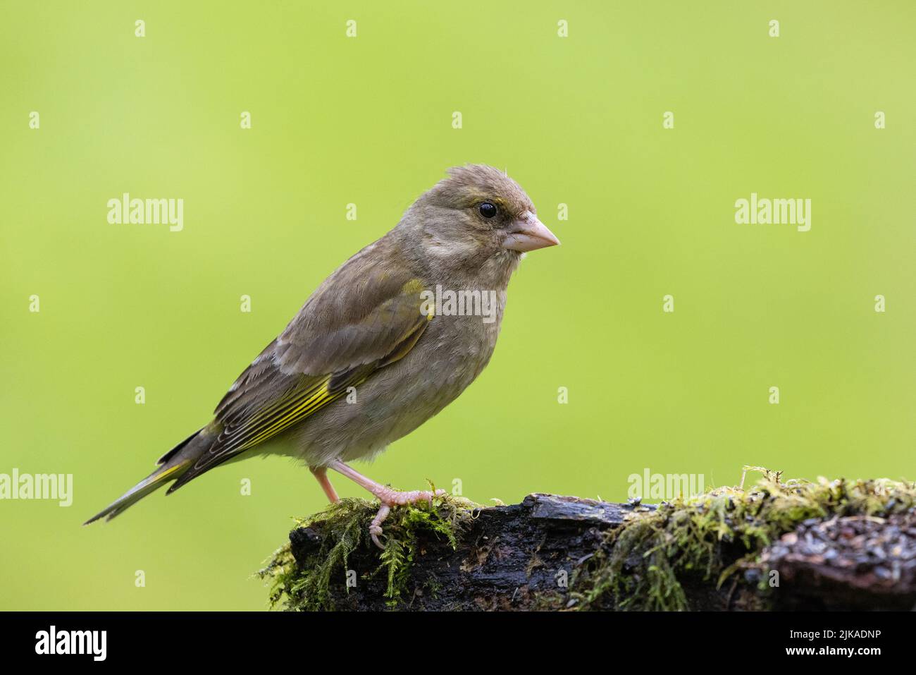 Femelle Greenfinch [ Chloris chloris ] sur une souche moussy avec un arrière-plan propre et hors foyer Banque D'Images