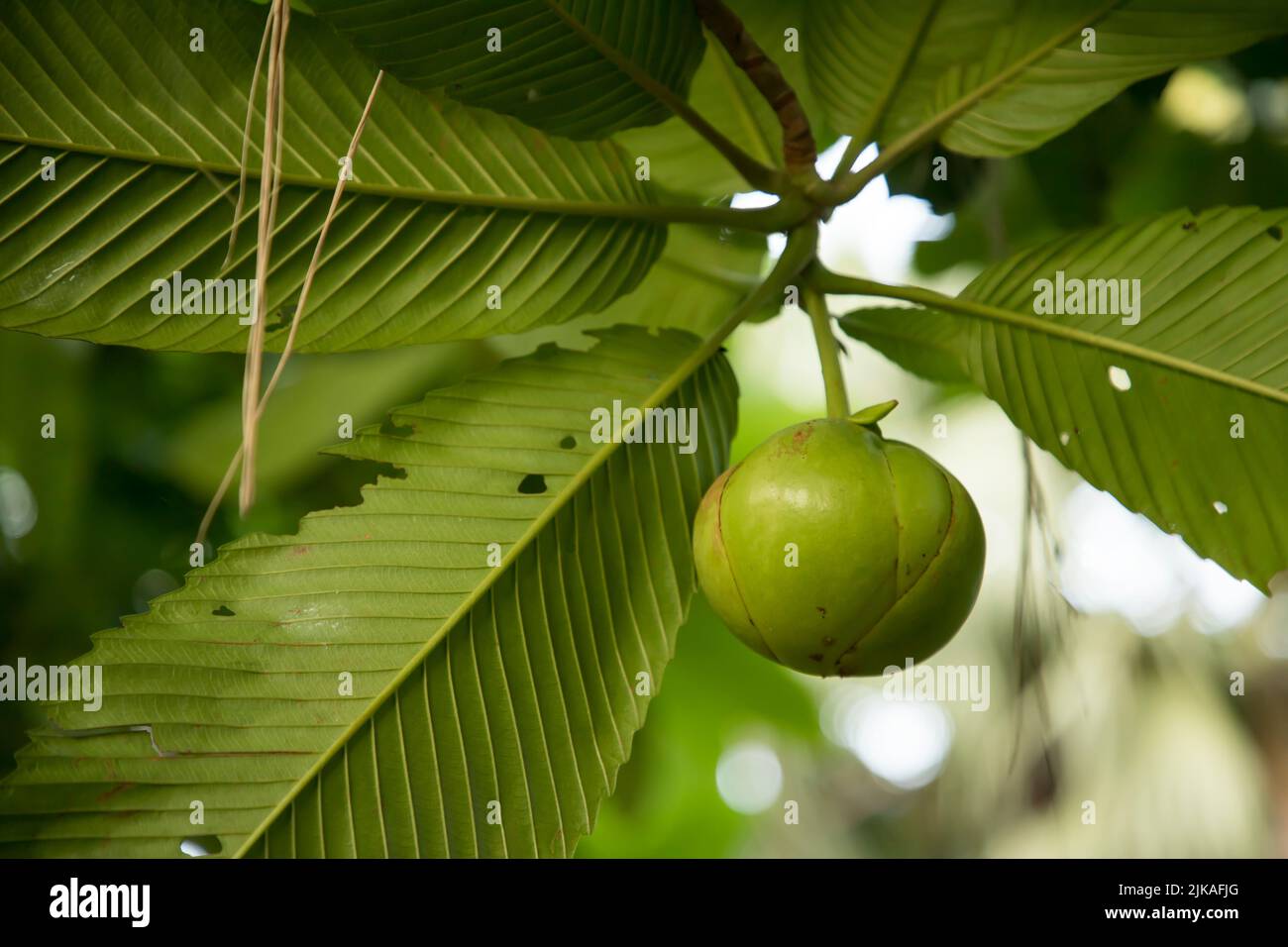 Pomme d'éléphant vert sur l'arbre Banque D'Images