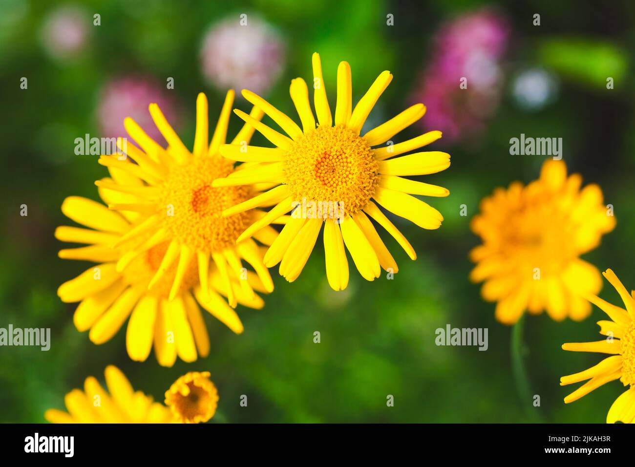 Fleurs de Dahlberg jaune dans le jardin d'été, macro photo avec mise au point sélective Banque D'Images