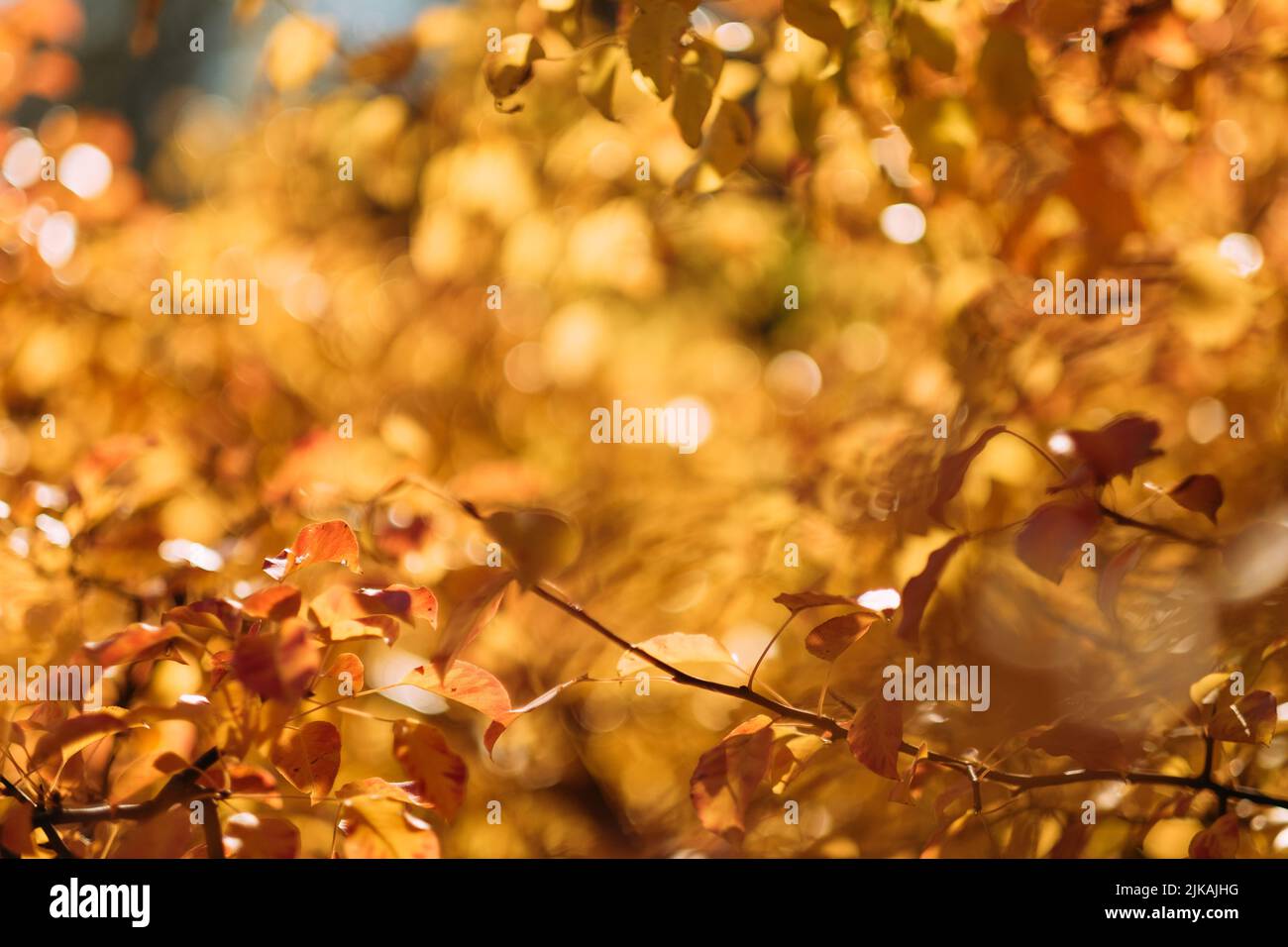 automne feuillage feuilles automne nature fond Banque D'Images