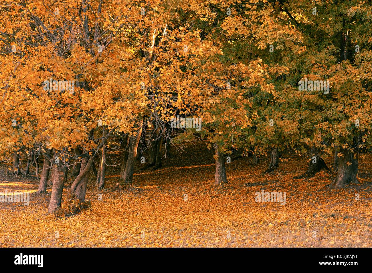 automne forêt prairie feuillage doré arrière-plan Banque D'Images