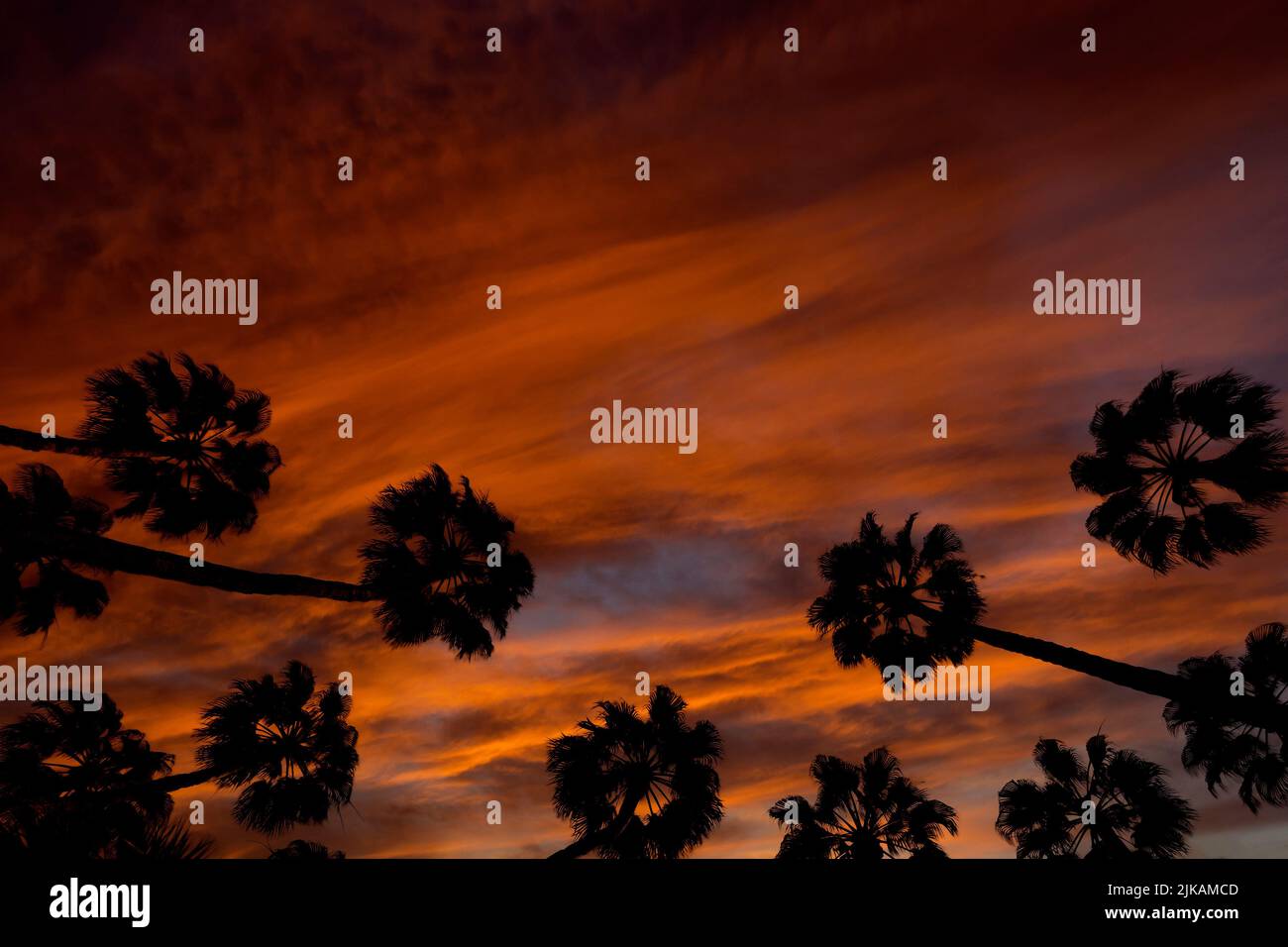 Palmiers balançant dans le vent, coucher de soleil, vue à angle bas, Espagne Banque D'Images