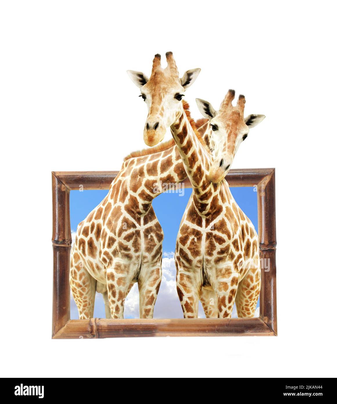 Deux girafes en bois avec effet 3D. Isolé sur fond blanc Banque D'Images