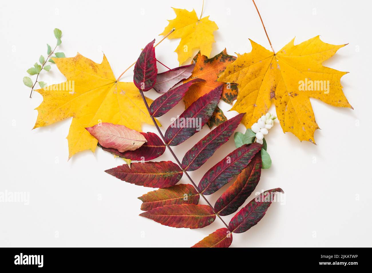 nature thème automne fond jaune rouge feuilles Banque D'Images