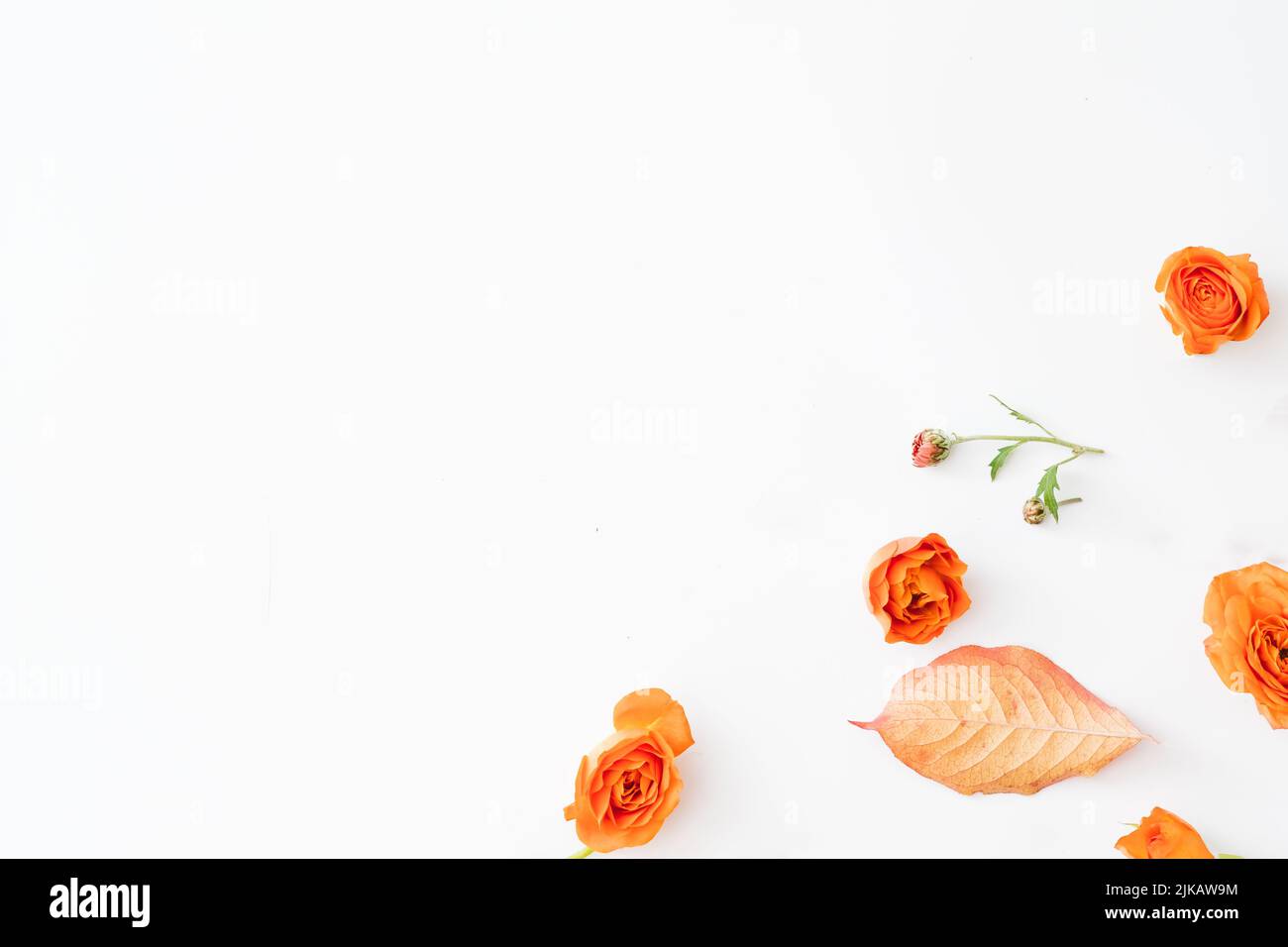Automne nature thème fond. Feuilles rouges et boutons roses orange ouverts dispersés sur la surface blanche. Copier l'espace. Banque D'Images