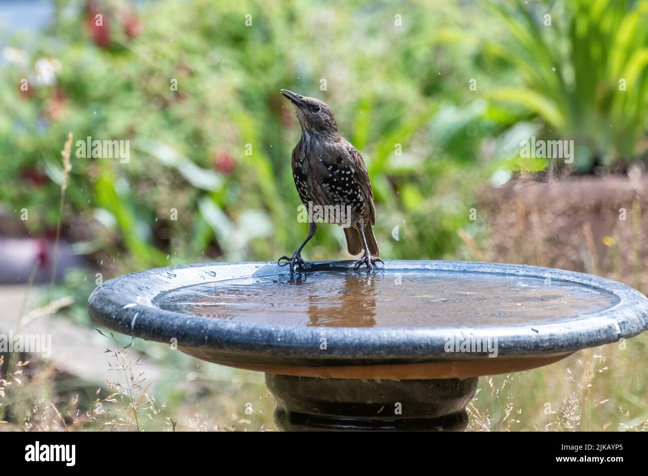 Une étoile sur un bain d'oiseau ayant une boisson d'eau, Angleterre, Royaume-Uni Banque D'Images