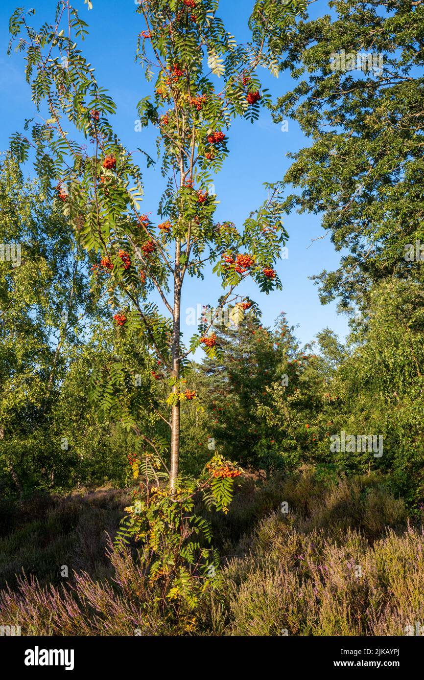 Un arbre de rowan (Sorbus aucuparia) avec des baies rouges écarlate pendant l'été, sur une lande de Surrey, Angleterre, Royaume-Uni Banque D'Images