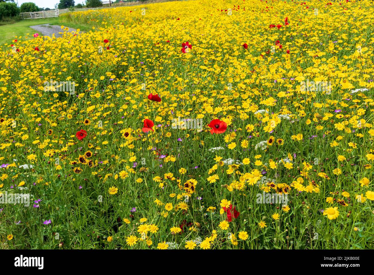 Prairie de fleurs sauvages avec des coquelicots rouges. Banque D'Images