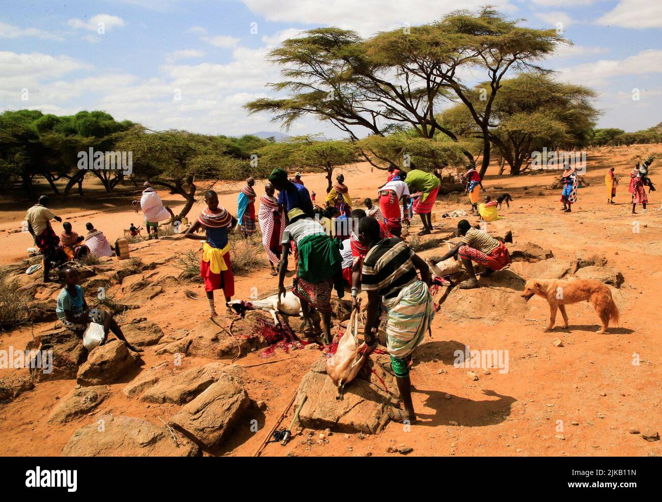 Le pastoraliste Samburu abatte le bétail dans le stockage des animaux emaciés dans un programme du gouvernement et de la Croix-Rouge du Kenya pour acheter le bétail, l'abattage et la distribution de la viande comme nourriture de secours aux familles les plus touchées à la suite d'une sécheresse prolongée près de Lengusaka à Wamba, dans le comté de Samburu, Kenya 27 juillet, 2022. REUTERS/Thomas Mukoya Banque D'Images