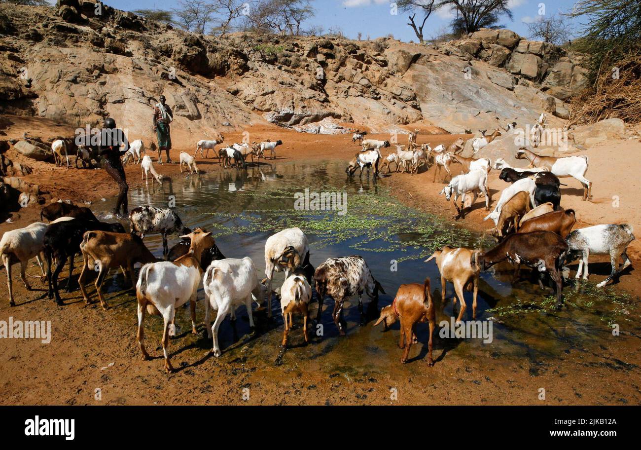 Lesiken Maten 45, un pastoraliste de Samburu emmène ses chèvres dans une flaque près d'une rivière sèche suite à une sécheresse prolongée tandis qu'un homme baigne près de Lengusaka à Wamba, dans le comté de Samburu, Kenya 27 juillet 2022. REUTERS/Thomas Mukoya IMAGES TPX DU JOUR Banque D'Images