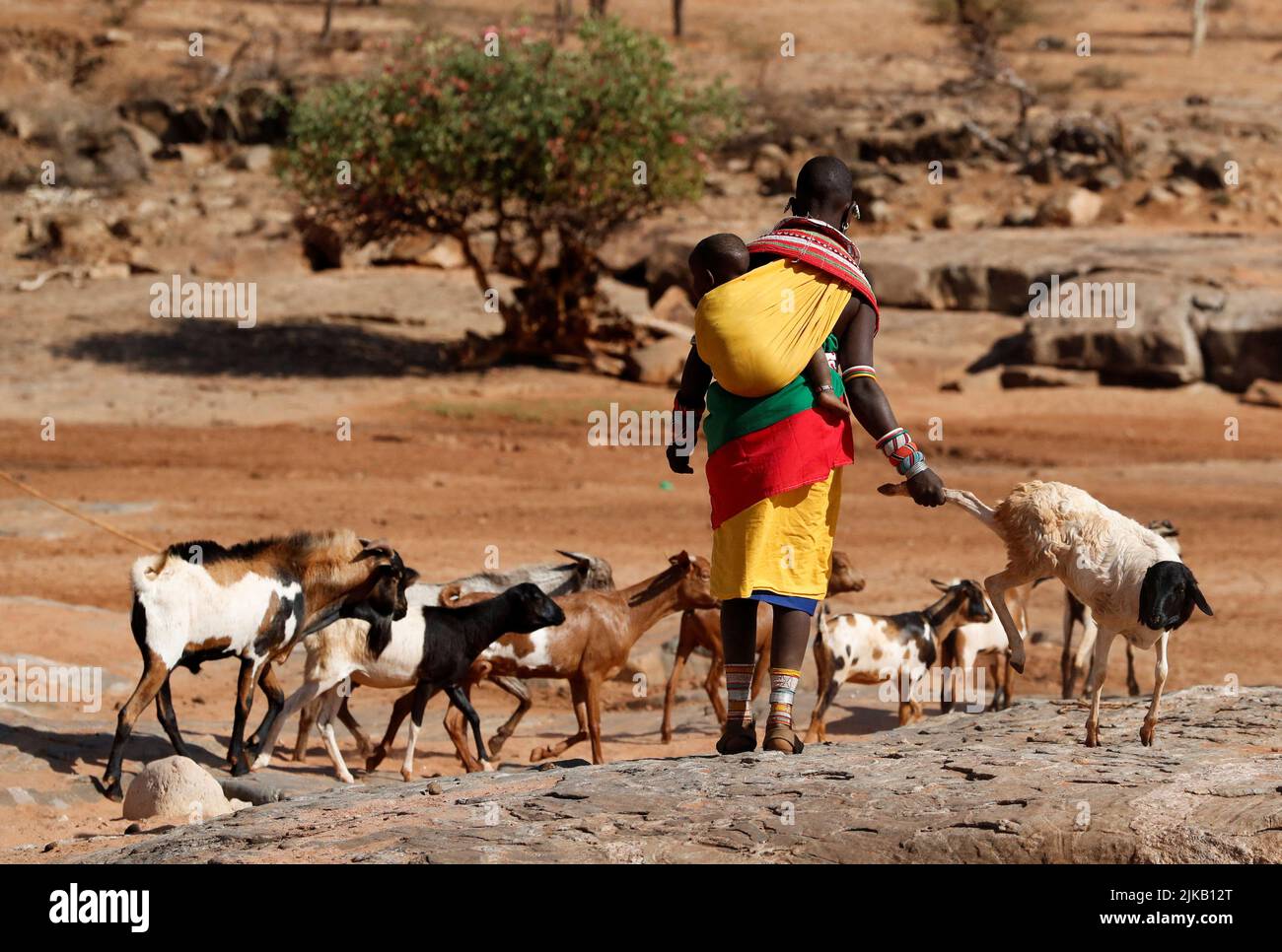 Une femme de Samburu tire des moutons alors qu'elle prend son bétail à la recherche d'eau près d'une rivière sèche suite à une sécheresse prolongée près de Lengusaka à Wamba, dans le comté de Samburu, Kenya 27 juillet 2022. REUTERS/Thomas Mukoya Banque D'Images