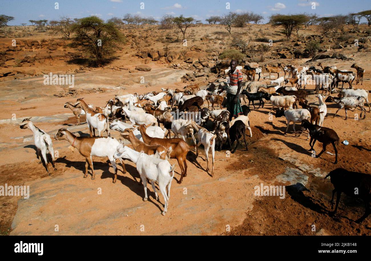 Lesiken Maten 45, un pastoraliste de Samburu cheptels ses chèvres alors qu'ils cherchent de l'eau près d'une rive de rivière sèche suite à la sécheresse prolongée près de Lengusaka à Wamba, dans le comté de Samburu, Kenya 27 juillet 2022. REUTERS/Thomas Mukoya Banque D'Images