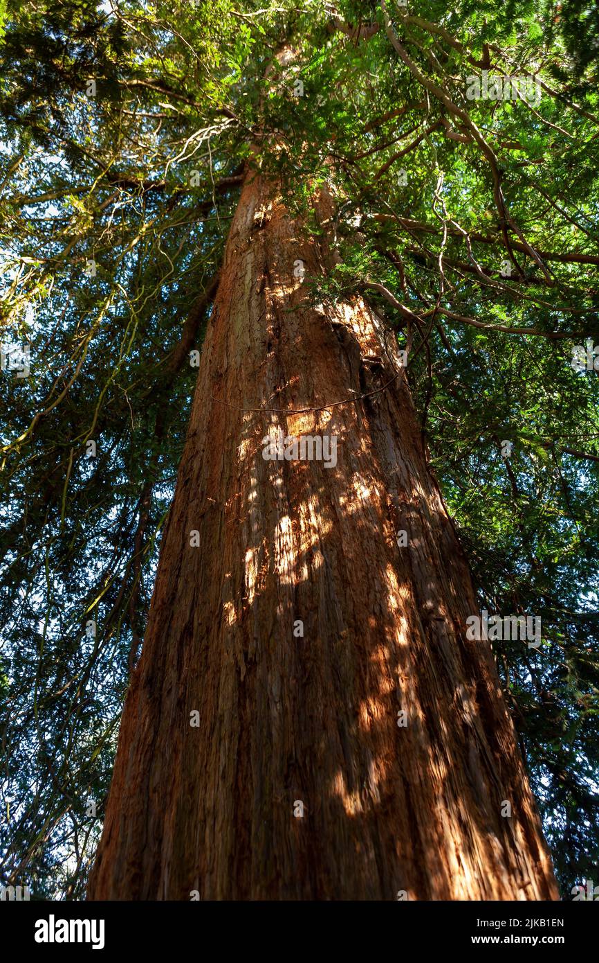 Sequoiadendron giganteum (séquoia géant) dans les jardins Leonardslee, West Sussex, Royaume-Uni Banque D'Images