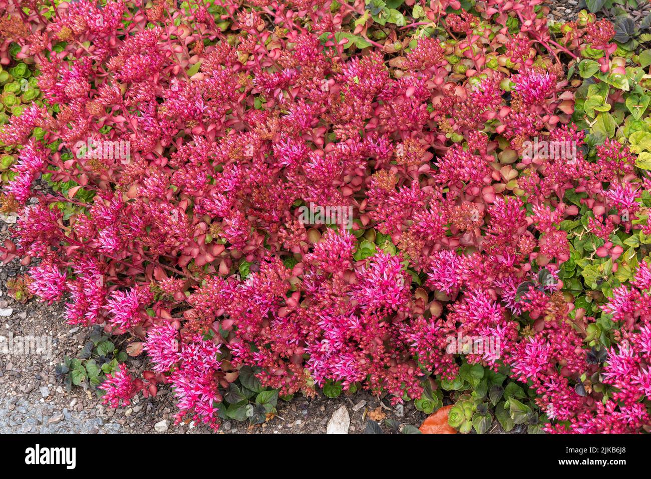 Sedum spium un été automne violet plante de fleur vivace communément connu sous le nom de grès caucasien, image de stock photo Banque D'Images