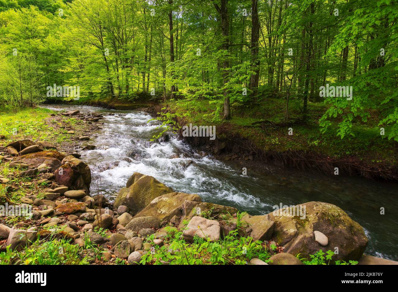 cours d'eau rapide dans la forêt de hêtres. paysage vert avec des rochers et des arbres sur la rive. arrière-plan nature calme au printemps. feuillage vif sur le son Banque D'Images