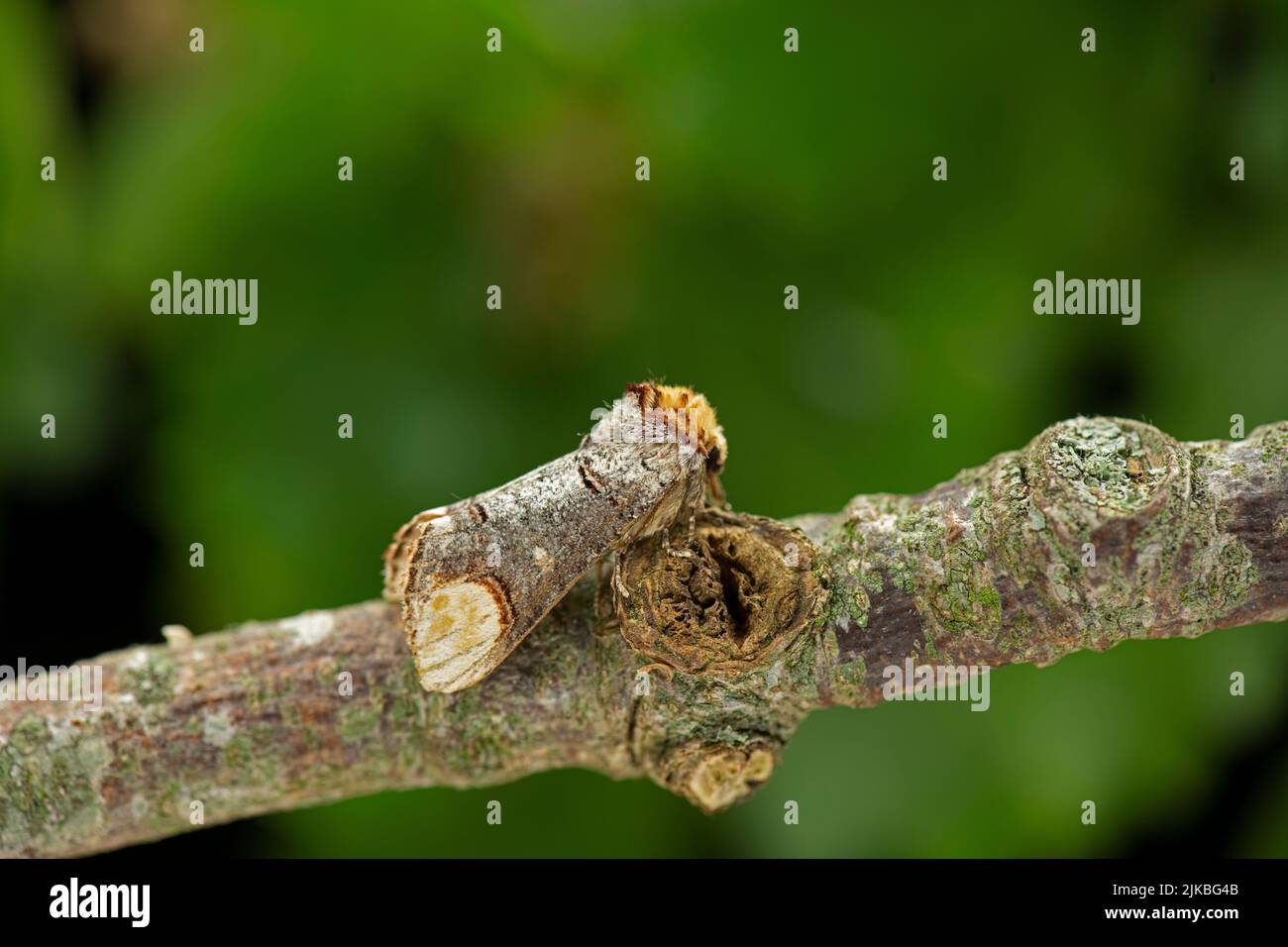 Moth. Embout de buff : Phalera bucephala. Camouflage sur la branche. Devon, Royaume-Uni Banque D'Images