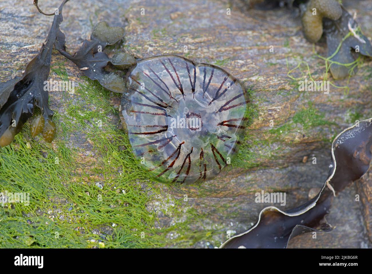 Boussole méduse: Chrysaora hysocella. Devon, Royaume-Uni Banque D'Images