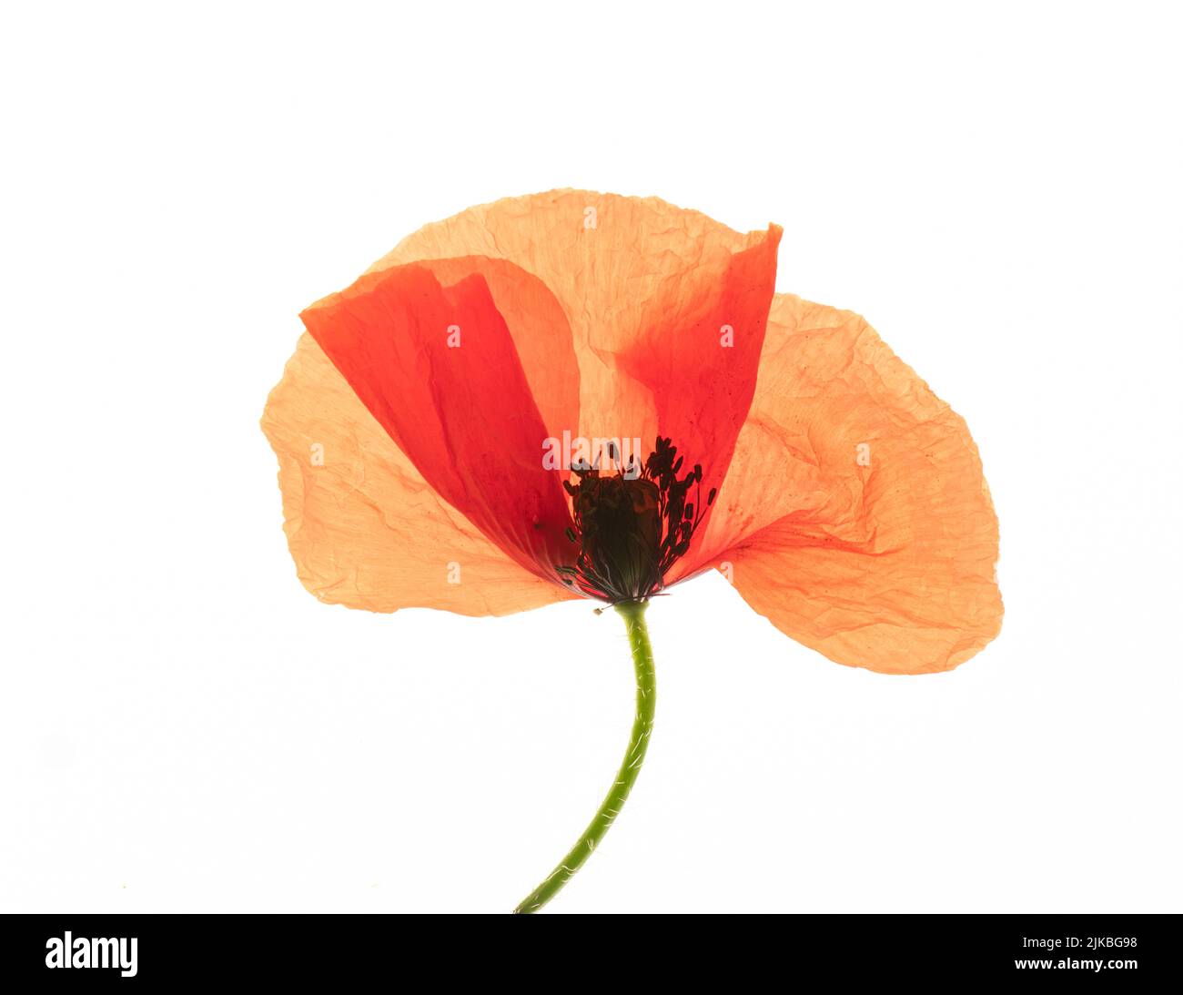 Coquelicot commun : rhoeas papaver. Sur fond blanc Banque D'Images