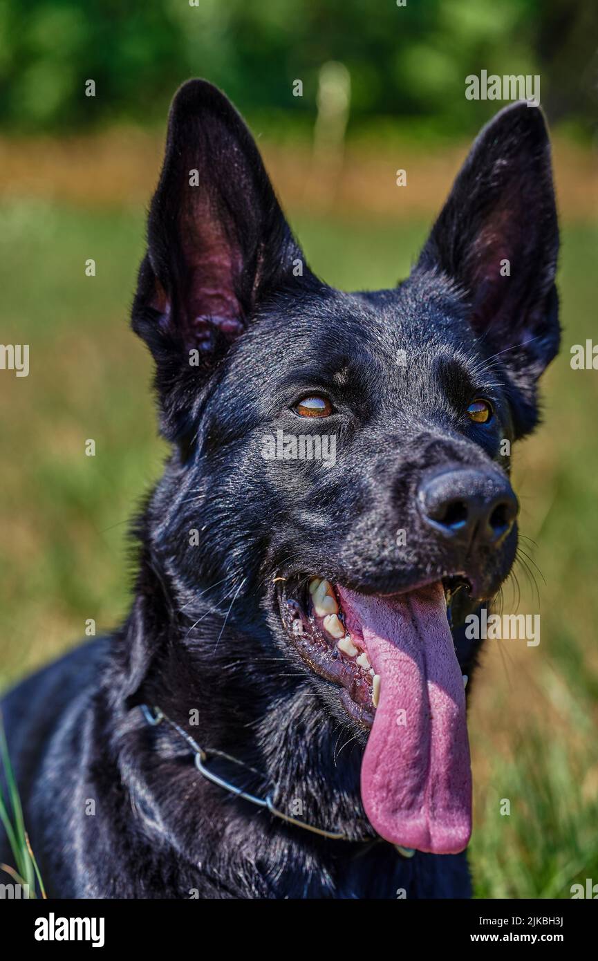 Portrait d'un chien berger à fourrure noire. Banque D'Images