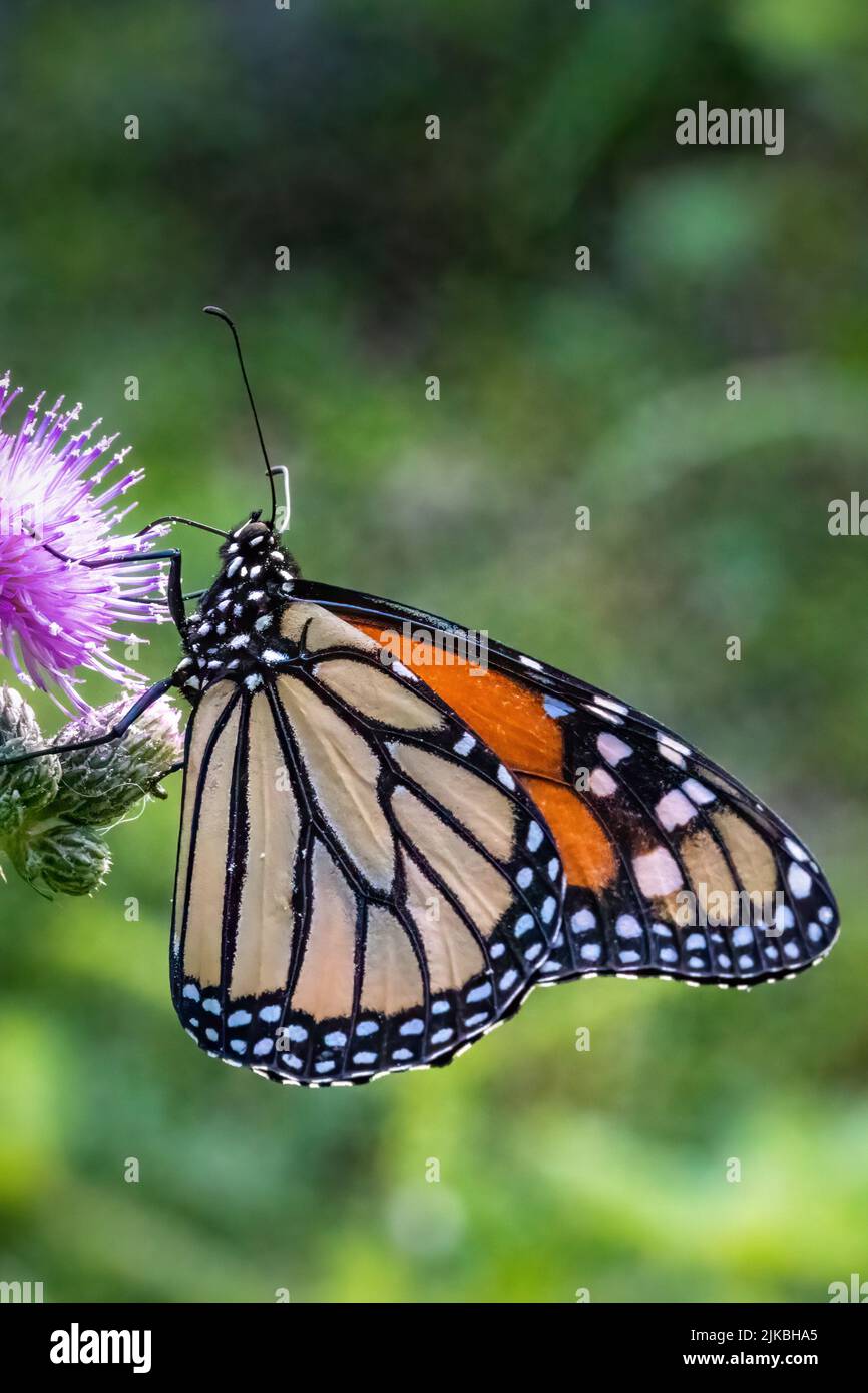 Photographier des papillons en juillet et août dans les diverses réserves naturelles et les fiducies terrestres du comté de Door, Wisconsin, me met à l'extérieur et actif. Banque D'Images
