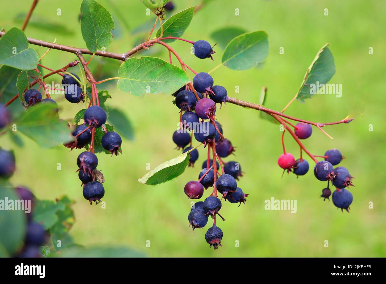 Saskatoon berry ou Amelanhier , un genre de plantes de la famille des Pink, Rosaceae, arbuste à feuilles caduques. Pinceau de baies sur un fond de feuilles Banque D'Images