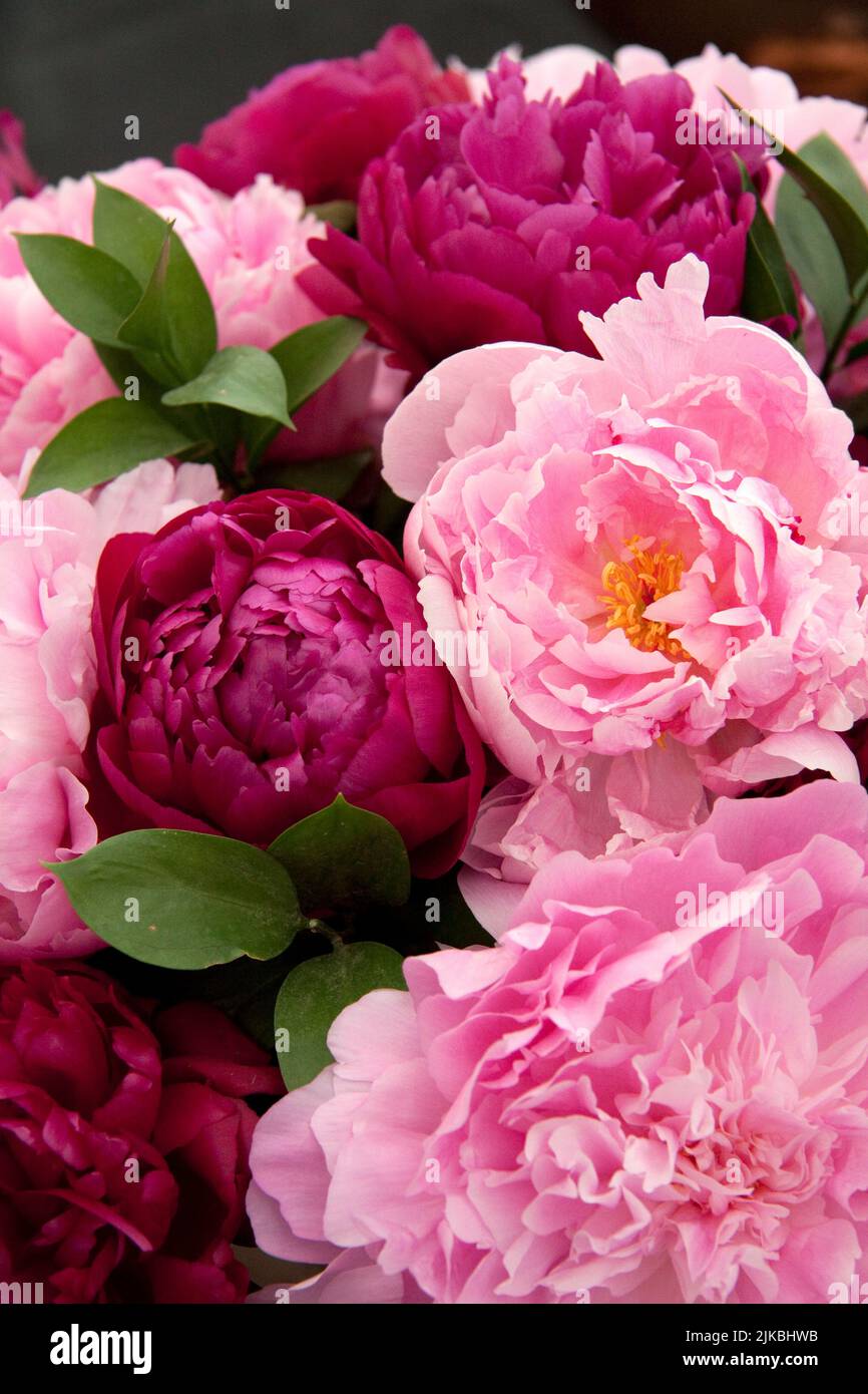 Roses (Rosa) Blenheim Flower Show 2022 Woodstock Oxfordshire Angleterre royaume-uni Banque D'Images