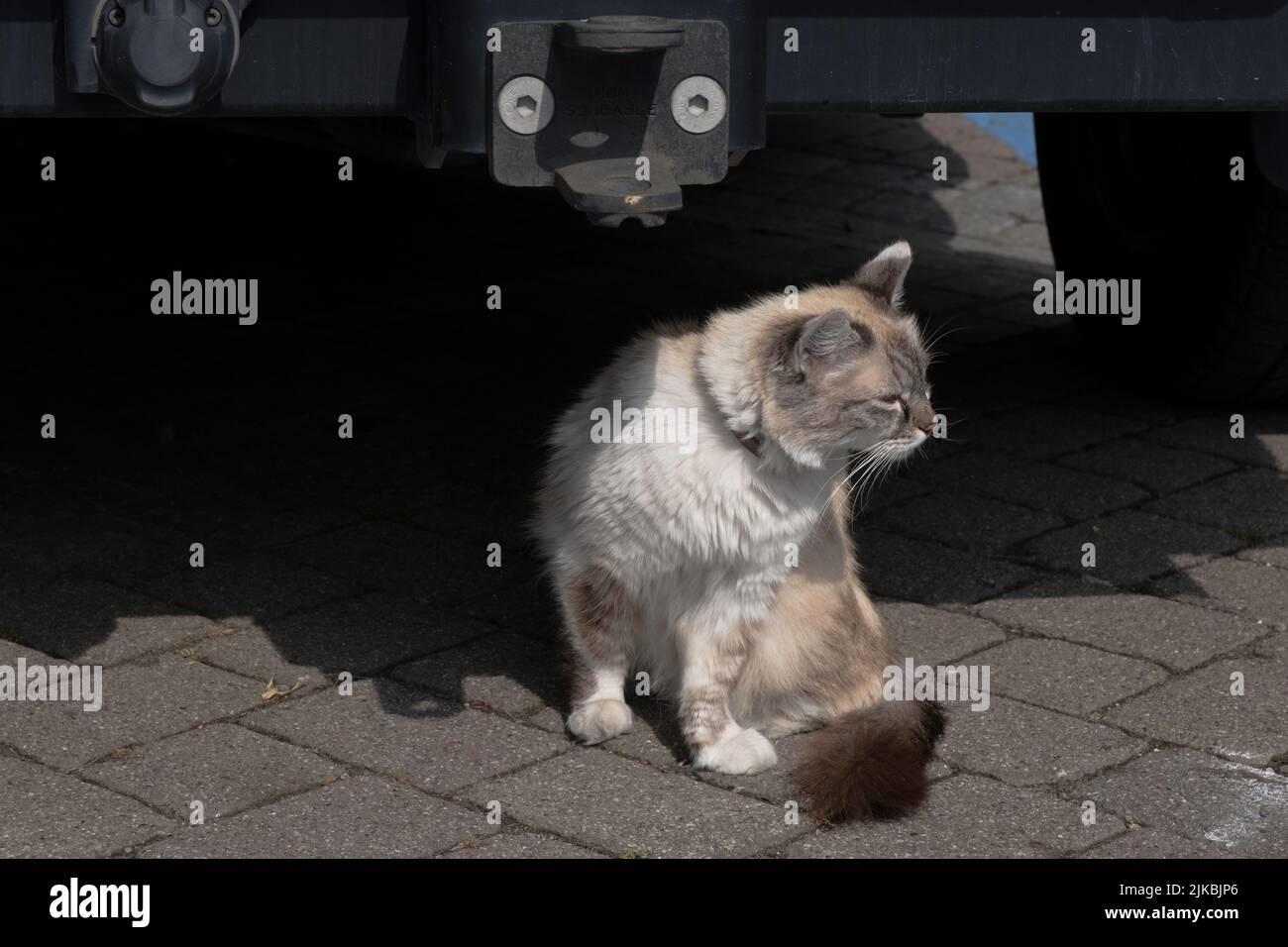 Le chat tricolore à poil long est assis dans la moitié du soleil sous une voiture avec attelage de barre d'attelage Banque D'Images