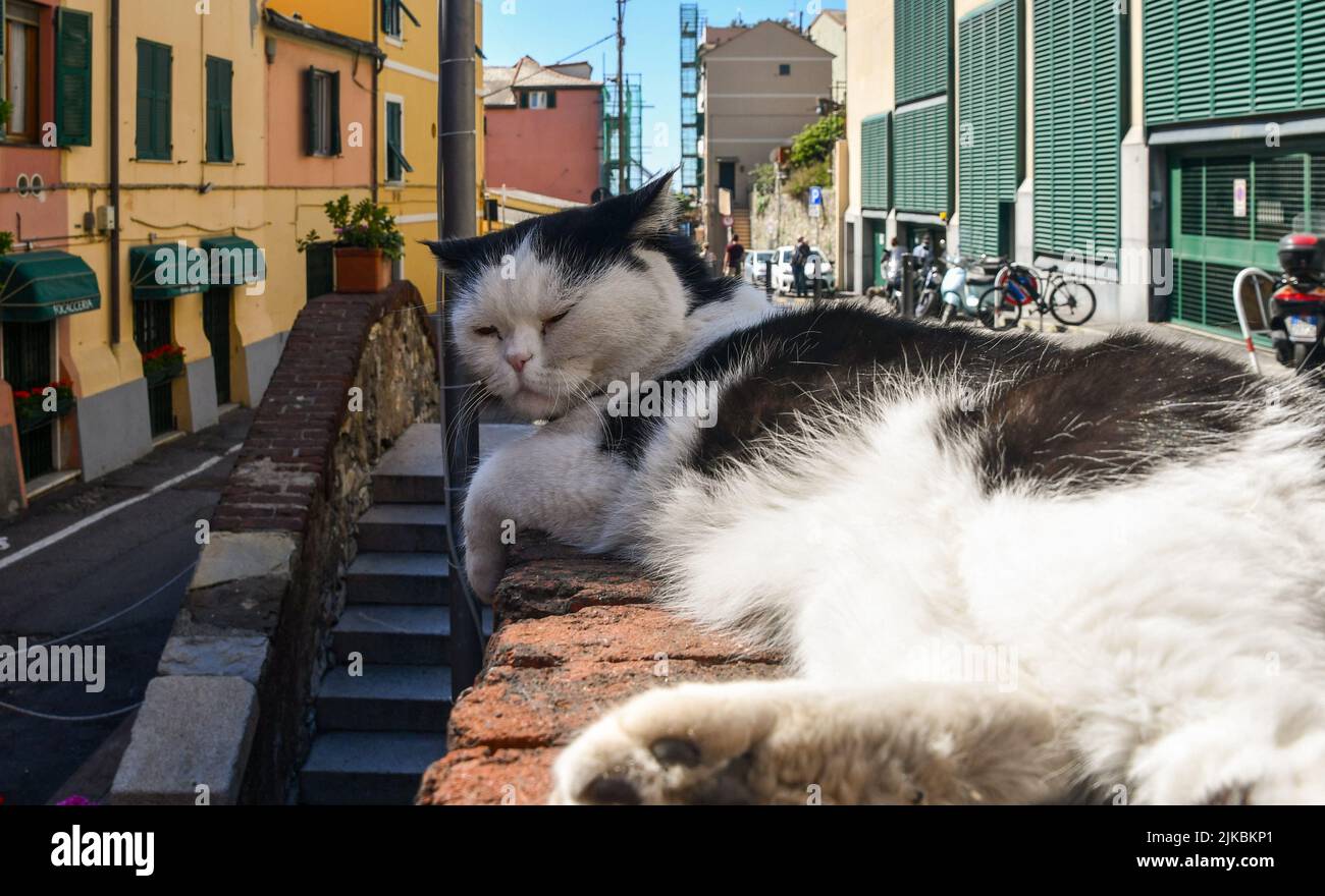 Portrait de 'Seppia', un chat est devenu célèbre pour son apparition (en version de dessin animé) dans le film d'animation 'Luca', produit par Disney-Pixar et mis en Ligurie Banque D'Images