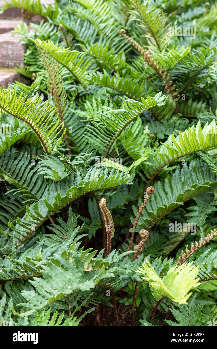 Blechum chilense (alias Chile blechnum), une fougère à feuilles persistantes Banque D'Images