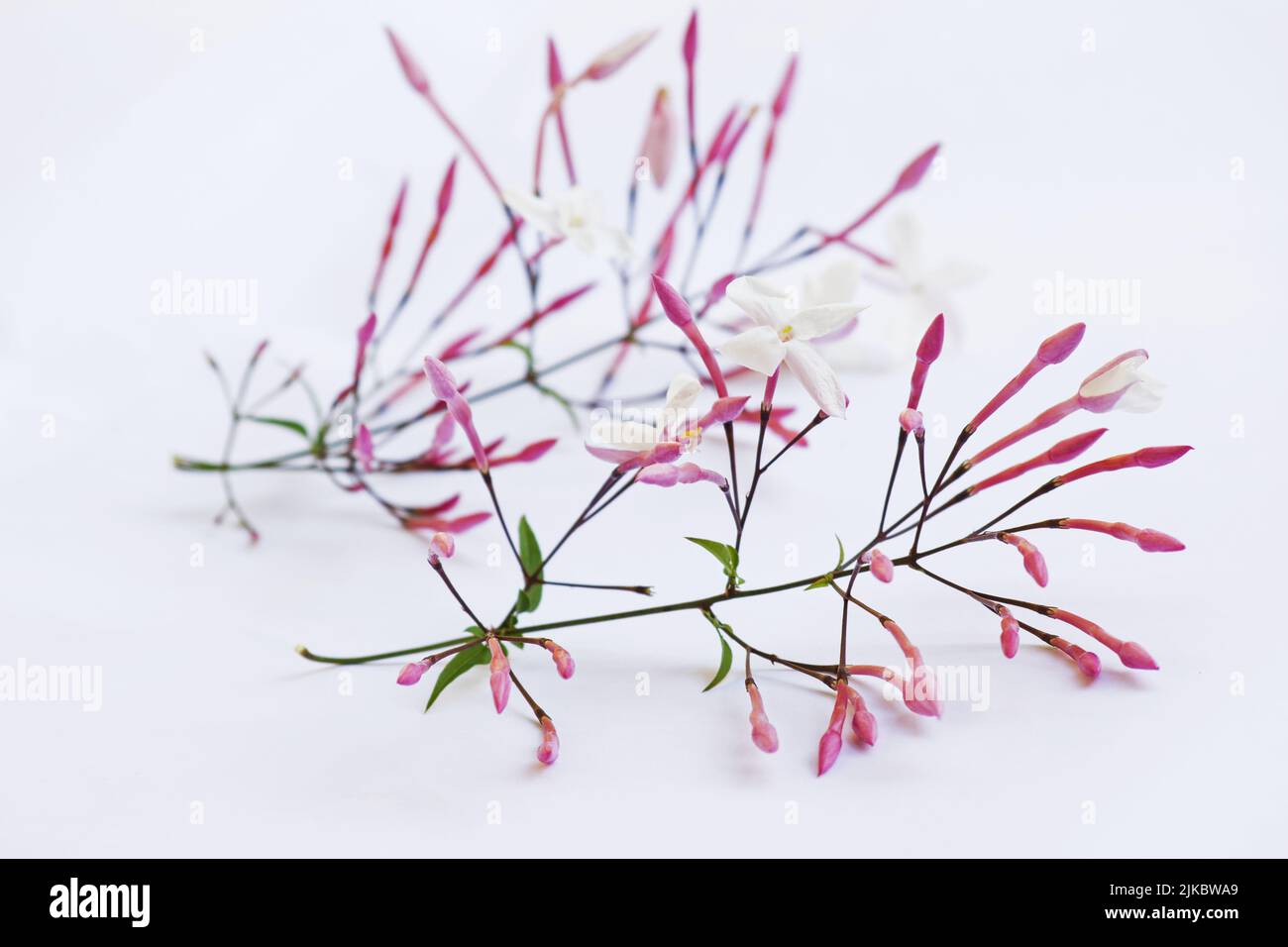 Fleurs de jasmin blanc sur fond blanc Banque D'Images
