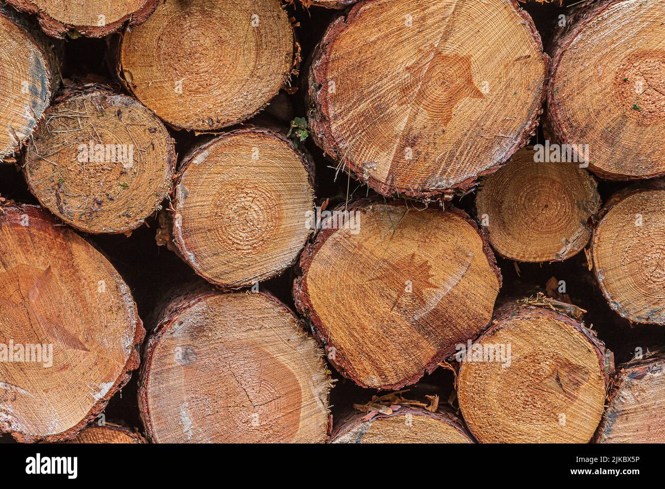 Piles de billes épaisses uniques par jour. Troncs de pin empilés après l'abattage. Bois trié au moment de la récolte. Beaucoup de grumes sciées avec des anneaux de croissance visibles. Rougedish Banque D'Images