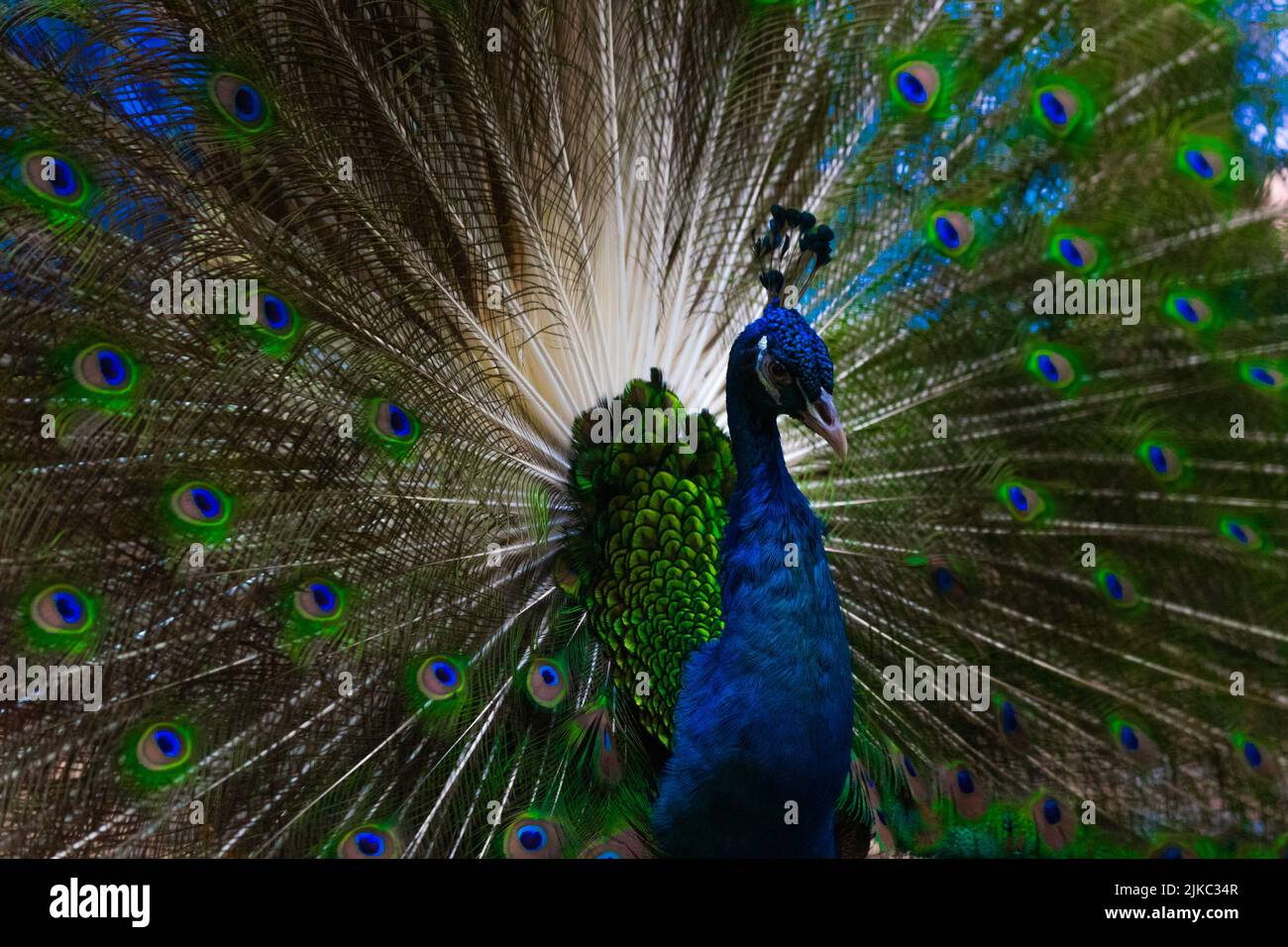 Un beau paon avec une tête bleue et une queue colorée dans un parc Banque D'Images