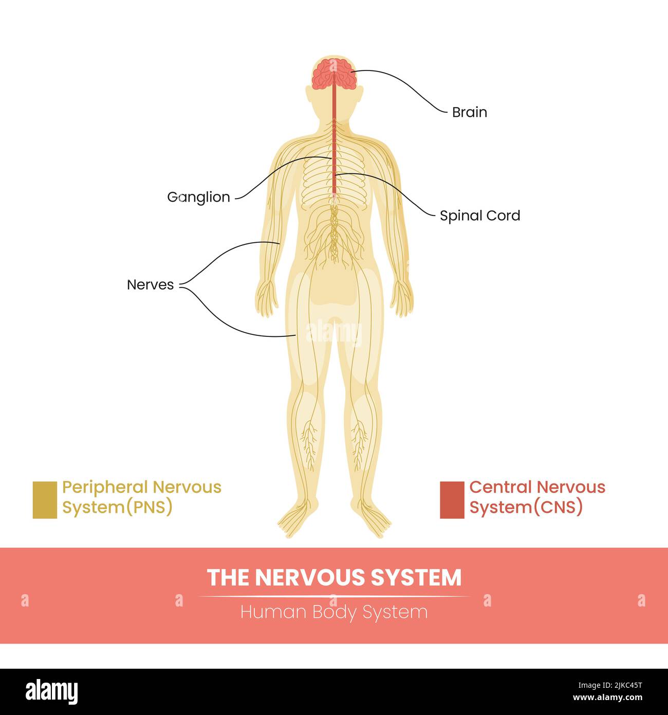 Principaux composants du système nerveux humain sur fond blanc. Illustration de Vecteur