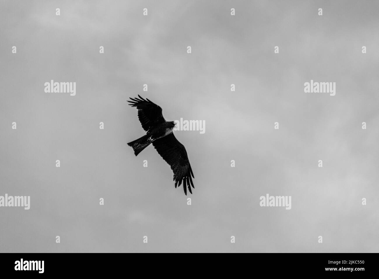 Un cerf-volant noir volant dans le ciel en noir et blanc Banque D'Images