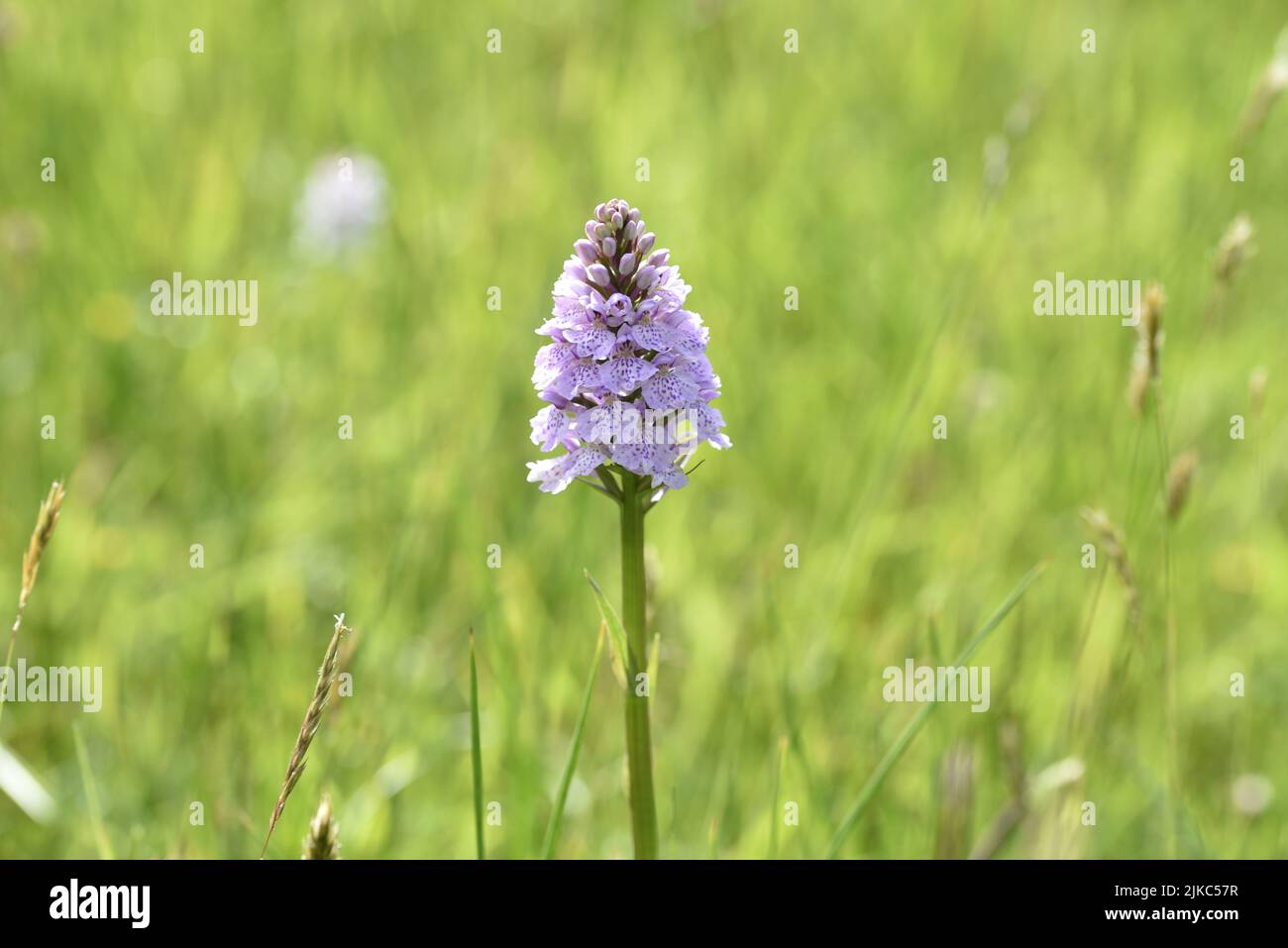 Vue du niveau des yeux d'une orchidée tachetée de Heath (Dactylorhiza maculata), milieu de l'image, se dressant contre un fond de prairie ensoleillé en juin, Royaume-Uni Banque D'Images