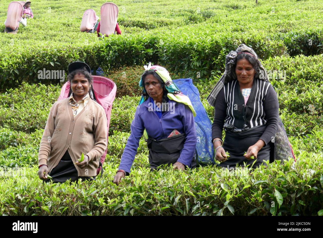 L'industrie du thé au Sri Lanka a bénéficié de sa main-d'œuvre, principalement des Tamouls dont les ancêtres sont venus d'Inde au cours des 19th et au début des 20th siècles. Banque D'Images