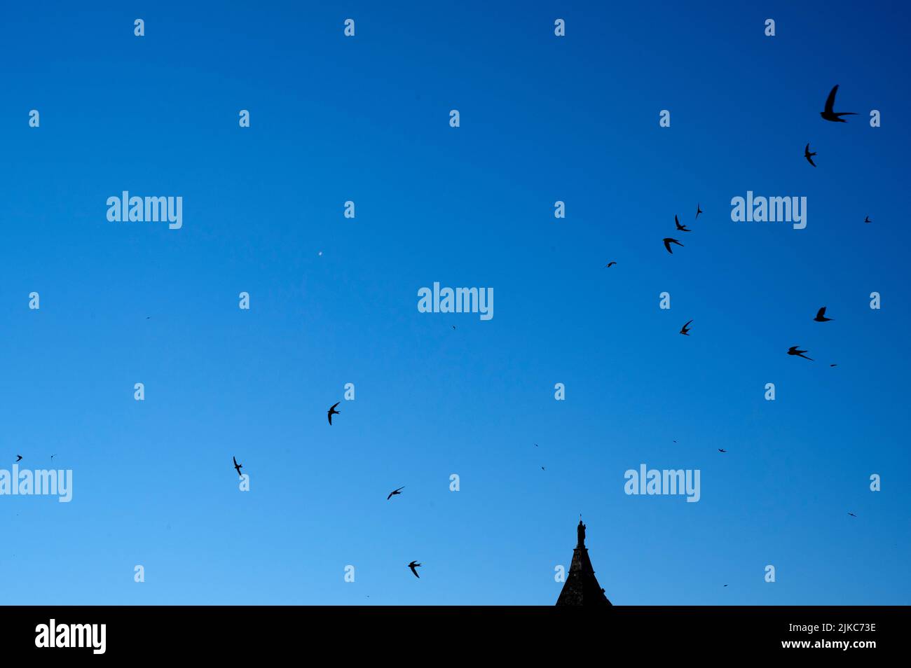 Arles, France. Swifts survole la vieille ville. Banque D'Images