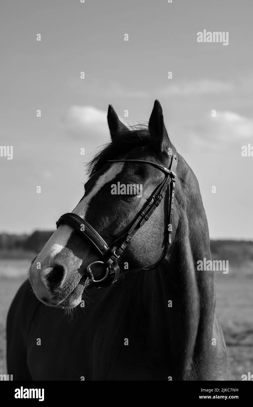 Un portrait en niveaux de gris d'un beau cheval sur le terrain Banque D'Images