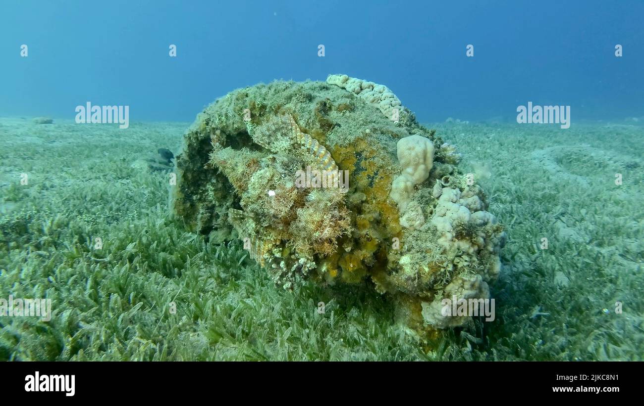 Le poisson Scorpion se trouve sur le récif. Scorpion barbu (Scorpaenopsis barbata).Mer Rouge, Egypte Banque D'Images